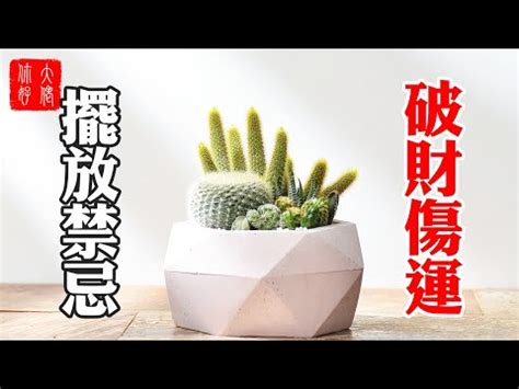 仙人掌可以放在房間嗎